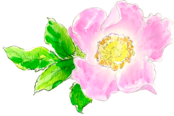 Illustration Wildrose